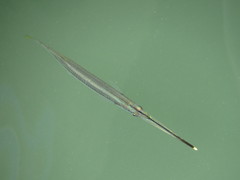 Zenarchopterus buffonis