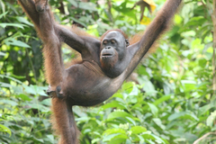 Pongo pygmaeus