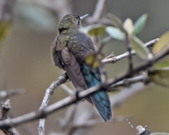 Chalcostigma stanleyi