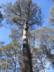 Eucalyptus tasmaniensis