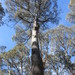 Eucalyptus tasmaniensis - Photo (c) linger, some rights reserved (CC BY-NC), uploaded by linger