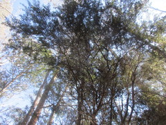 Leptospermum lanigerum