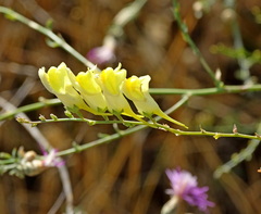 Linaria dalmatica