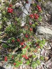 Planocarpa nitida