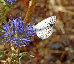 Pseudophilotes vicrama