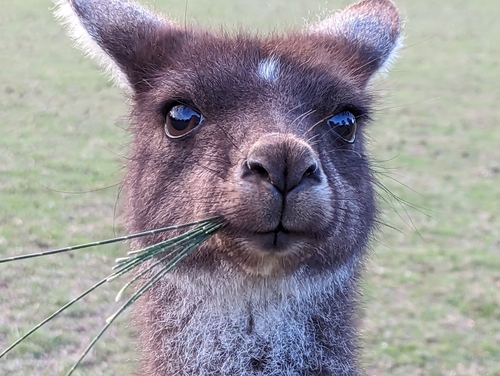 Western Gray Kangaroo