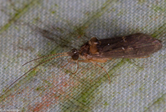 Glossosomatinae