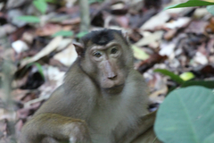 Macaca nemestrina