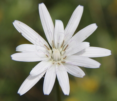 Scorzonera purpurea