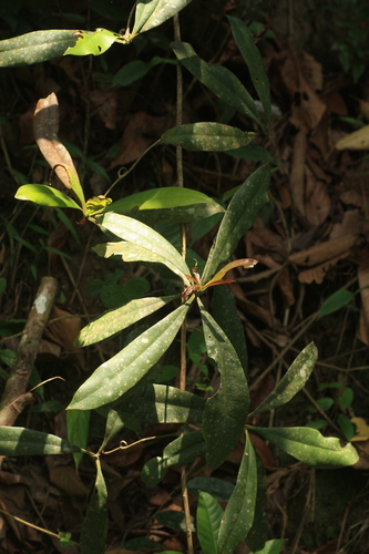 Image of Ancistrocladus heyneanus by (c) madhavan a.p, some rights reserved (CC BY)