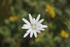 Scorzonera purpurea