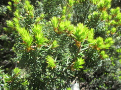 Leptecophylla