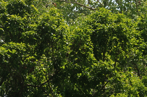 Syzygium rubicundum, 2023-05-16