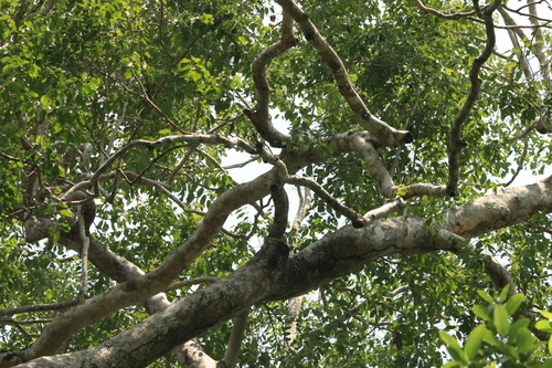 Syzygium gardneri, 2023-05-16