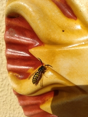 Vespula germanica