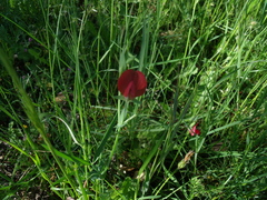 Lathyrus cicera