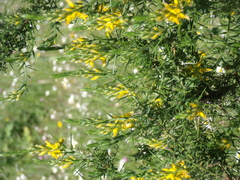 Genista hirsuta