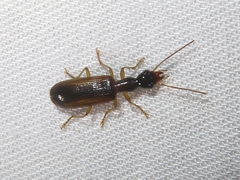 Leptotrachelus dorsalis