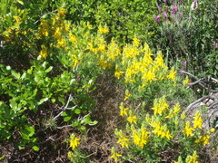 Genista hirsuta