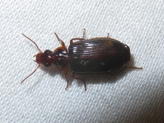 Plochionus timidus
