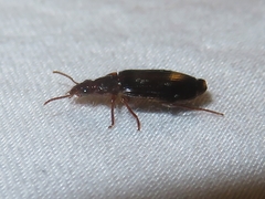 Plochionus timidus