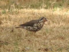 Turdus litsitsirupa