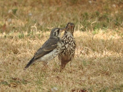 Turdus litsitsirupa