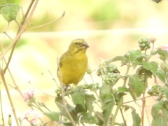 Crithagra sulphurata