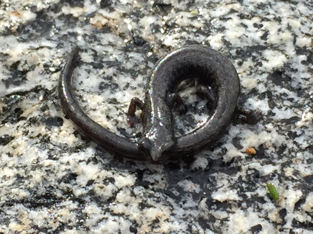 Fairview Slender Salamander