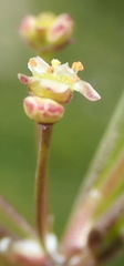 Centella virgata