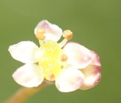 Centella virgata
