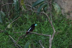 Cymbirhynchus macrorhynchos