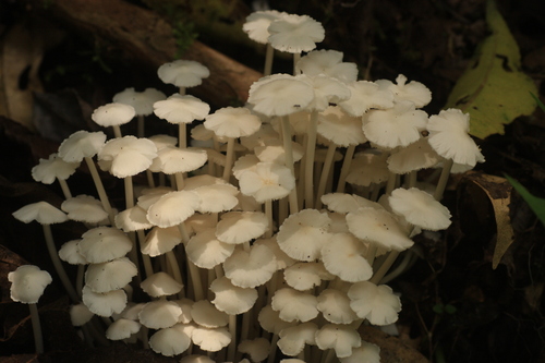 Termitomyces microcarpus