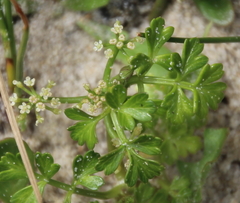 Apium prostratum filiforme