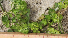 Apium prostratum filiforme