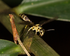 Polybioides raphigastra