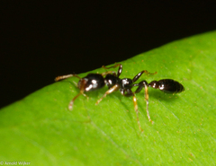 Tetraponera