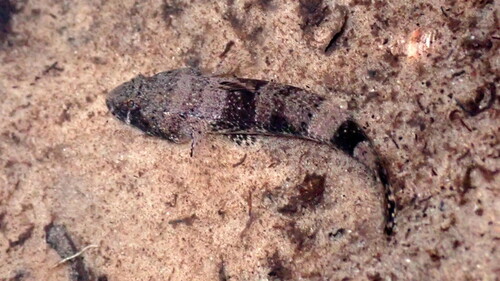 Tweevlek-zandgrondel (Psammogobius biocellatus) — Gobiidae