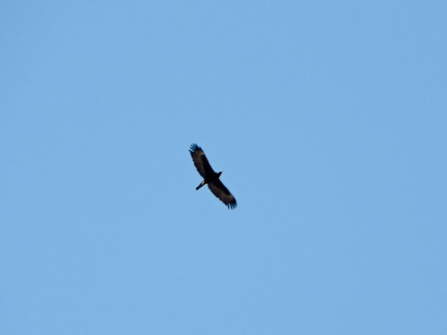 Wahlberg's Eagle