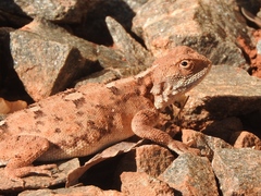 Agama armata