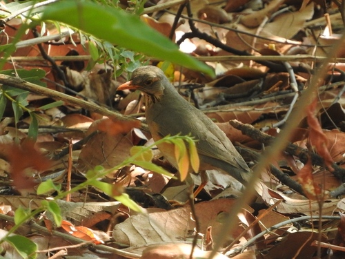 Kurrichane Thrush