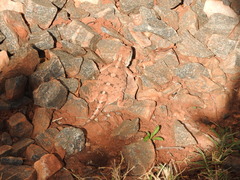 Agama armata