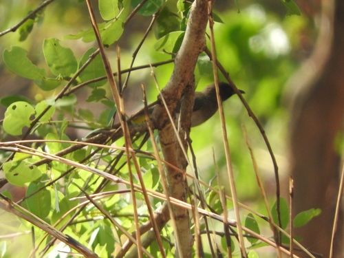 Common Bulbul