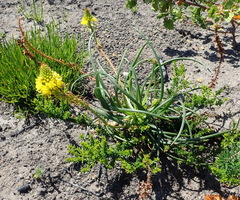 Bulbine abyssinica