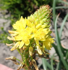 Bulbine abyssinica
