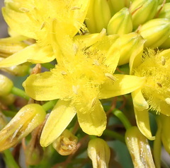 Bulbine abyssinica