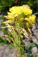 Bulbine abyssinica