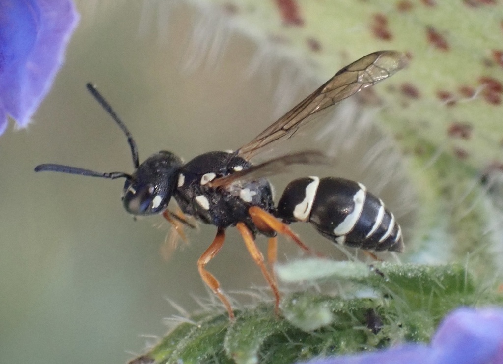 Pterocheilus phaleratus