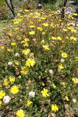 Ursinia trifida