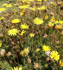 Ursinia trifida